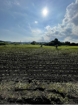 まちグループ・要建設の農業報告常陸秋そばの種蒔き無事終わりました。